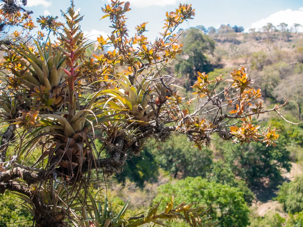 Manantiales en San Pedro Atlixco - 14 de Junio del 2012 | Colecciones multimedia | Atlixco.social