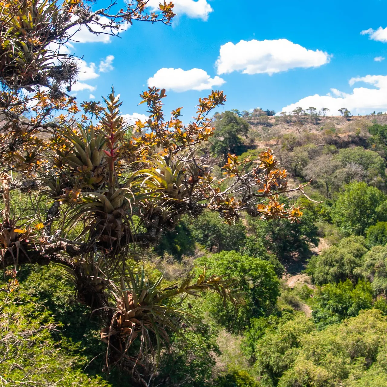 Manantiales en San Pedro Atlixco - 14 de Junio del 2012 | Colecciones multimedia | Atlixco.social