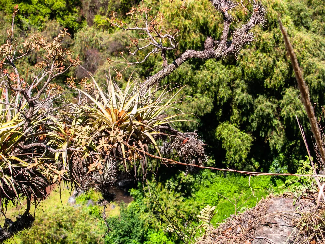 Manantiales en San Pedro Atlixco - 14 de Junio del 2012 | Colecciones multimedia | Atlixco.social