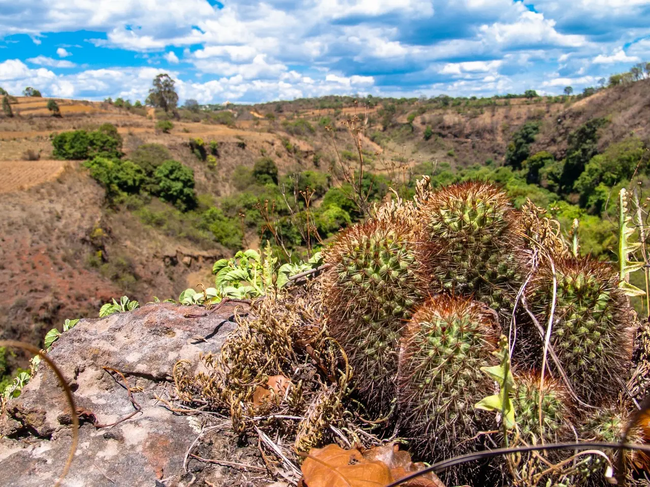 Manantiales en San Pedro Atlixco - 14 de Junio del 2012 | Colecciones multimedia | Atlixco.social