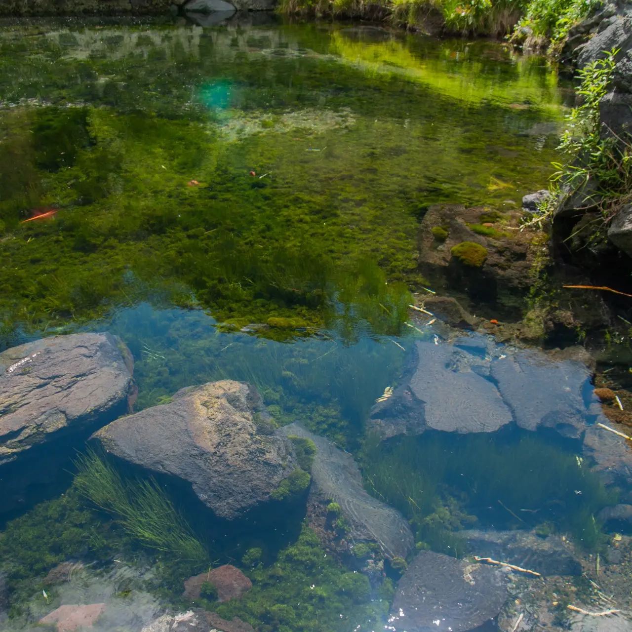 Manantiales en San Pedro Atlixco - 14 de Junio del 2012 | Colecciones multimedia | Atlixco.social