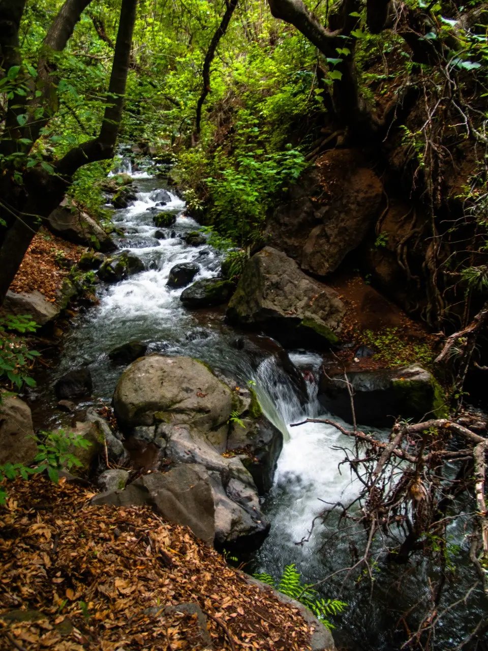 Manantiales en San Pedro Atlixco - 14 de Junio del 2012 | Colecciones multimedia | Atlixco.social